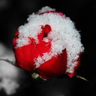 Cold Rose