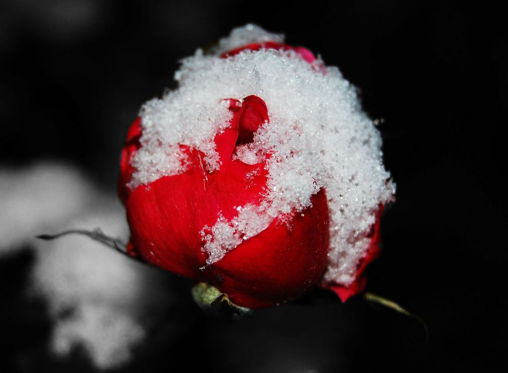 Cold Rose Foto & Bild plants, fungi & lichens, flowers, roses Bilder