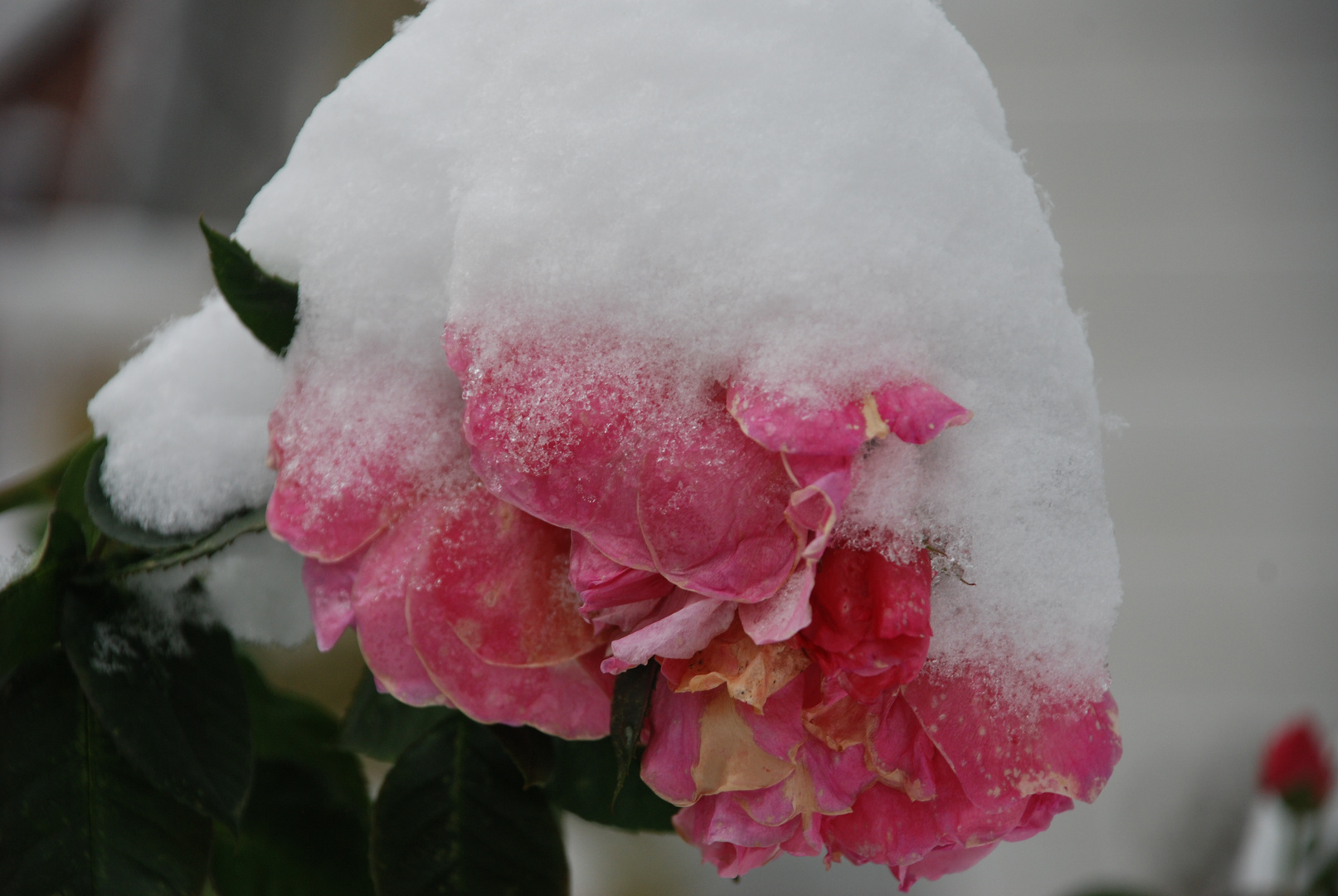 Cold rose