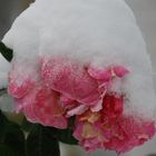 Cold rose