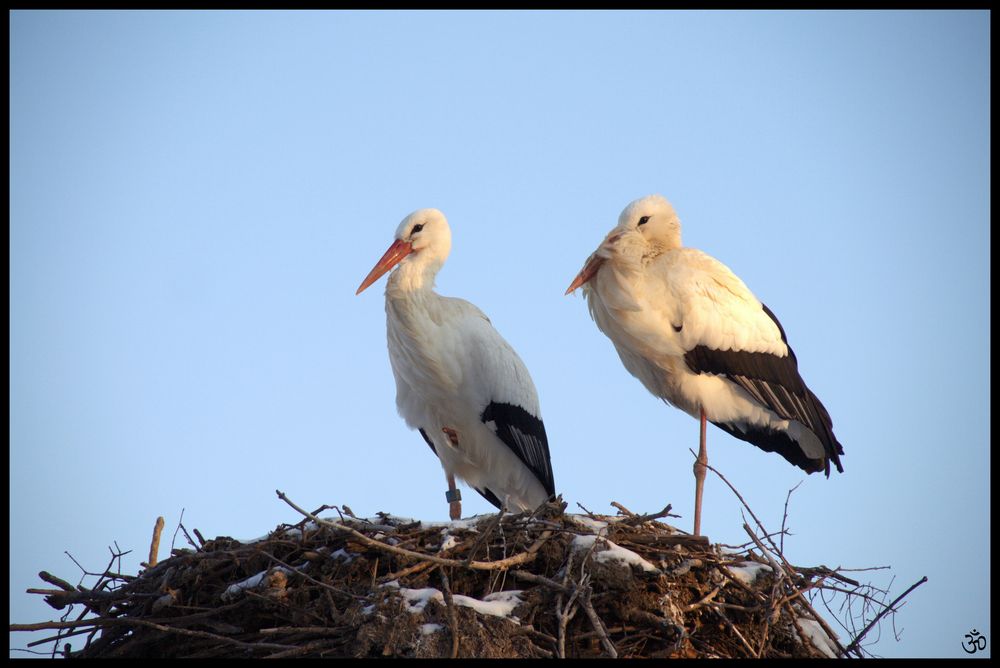 cold stork -reloaded