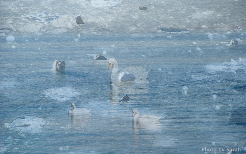 Cold swans