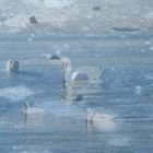 Cold swans