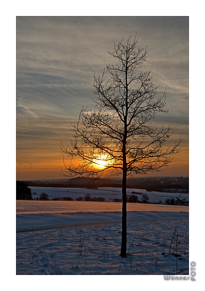 Cold Tree