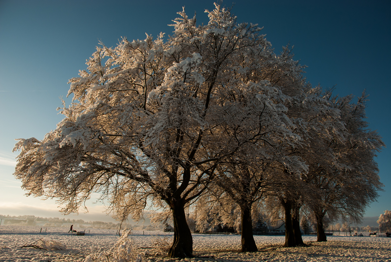 Cold Tree