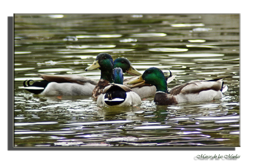 Colegas...de charco......