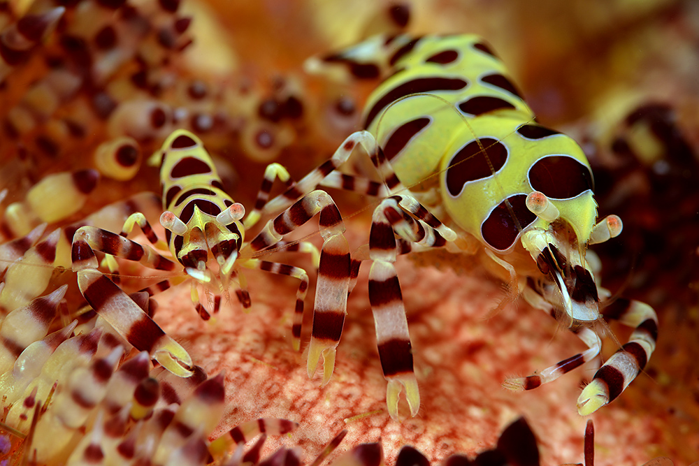 Coleman Partnergarnelen (Periclimenes colemani)