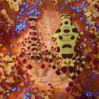 Coleman Shrimps, Sabang Beach, Philippines