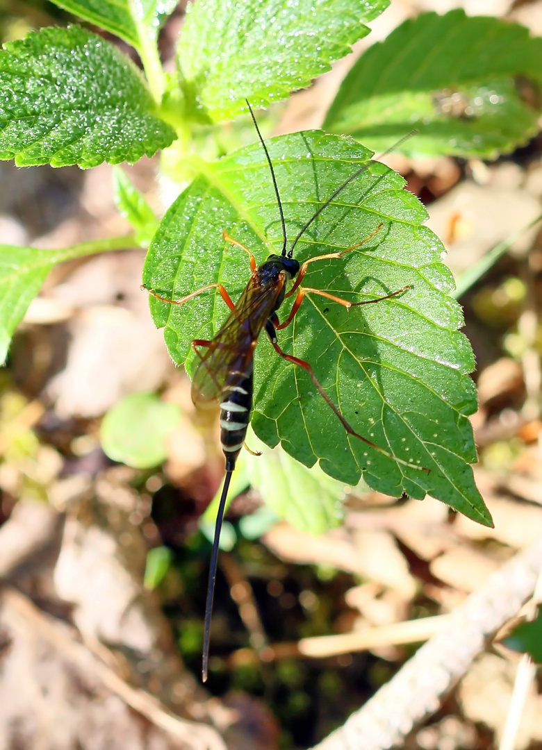 Coleocentrus excitator