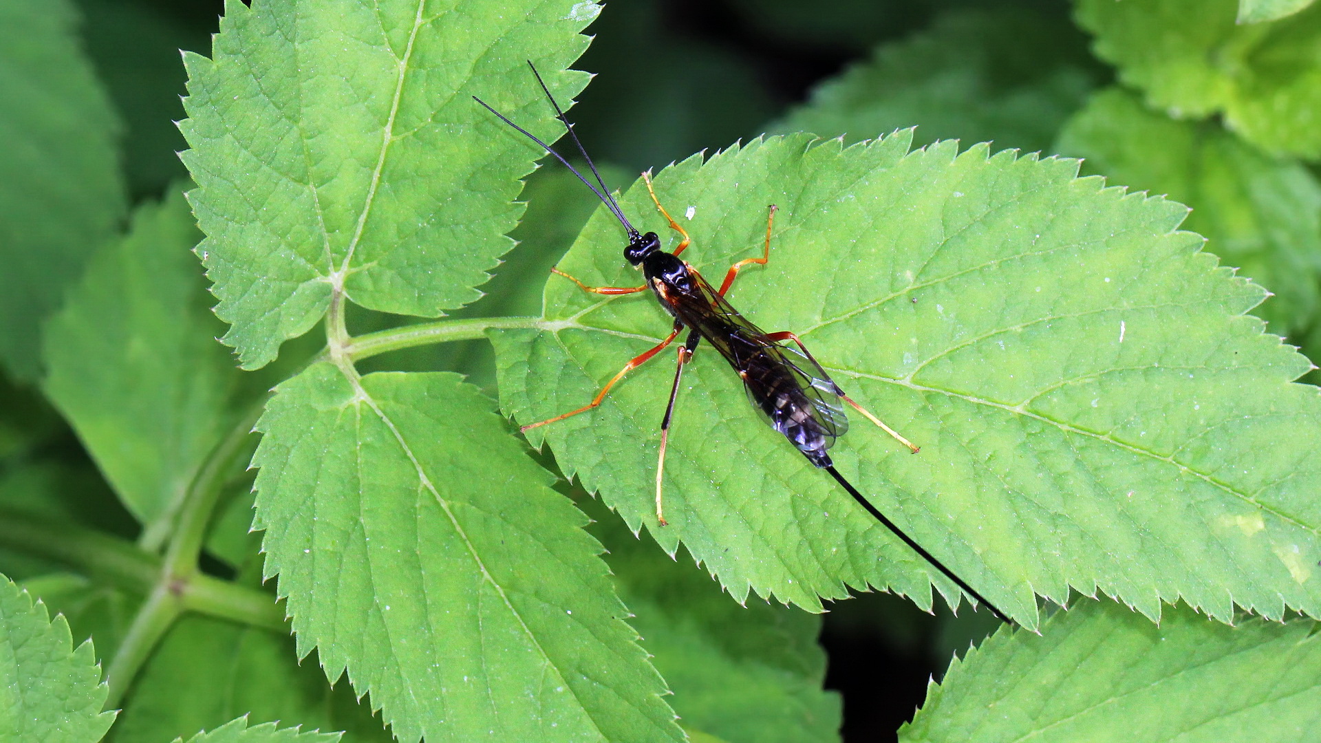 Coleocentrus excitator