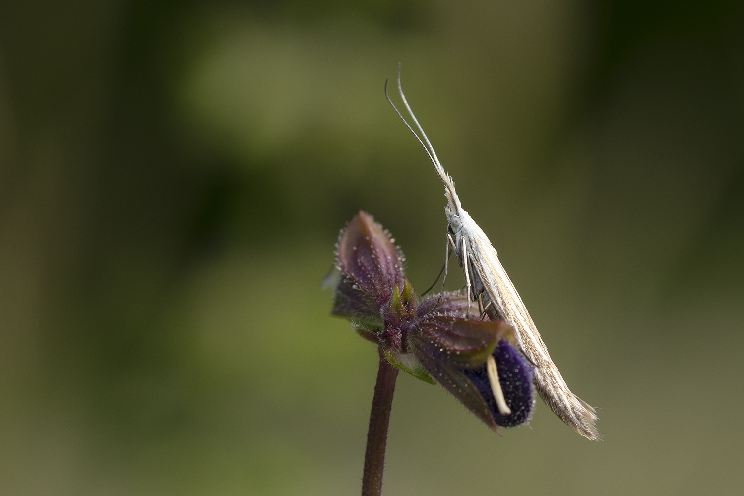 Coleophoridae