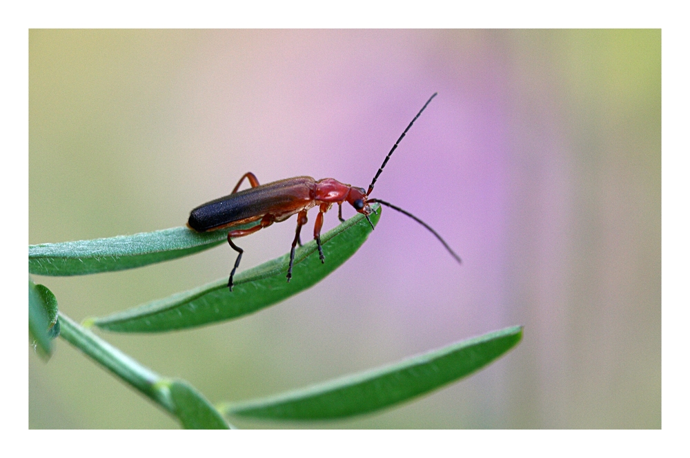 Coleoptera