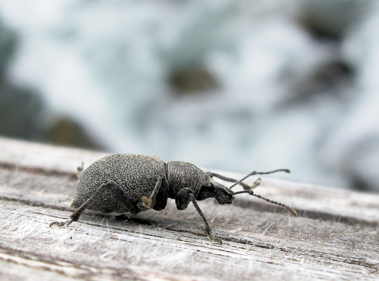 Coleoptera Curculionidae