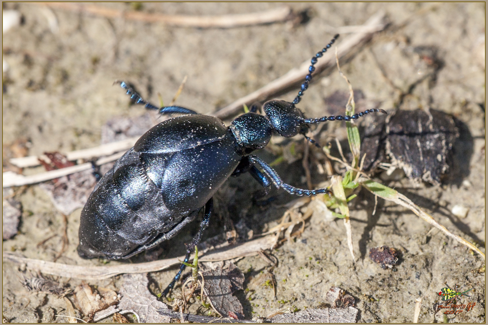 Coleoptera Meloidae femmina ( Meloe impressus ) Linnaeus, 1758