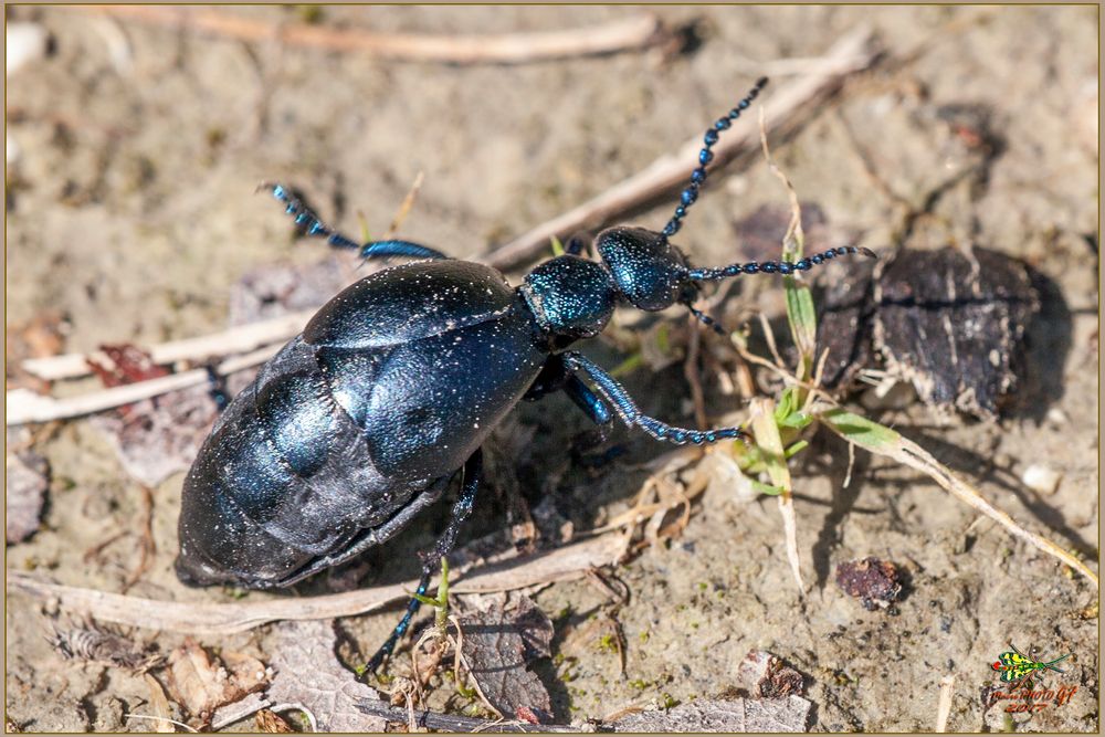 Coleoptera Meloidae femmina ( Meloe impressus ) Linnaeus, 1758