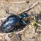 Coleoptera Meloidae femmina ( Meloe impressus ) Linnaeus, 1758