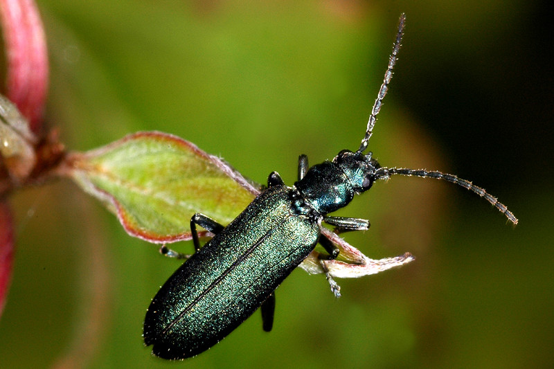 Coléoptère