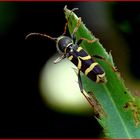 Coléoptère " Cérambycide clytus arietis " .