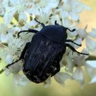 Coléoptère- Cetonidae - Oxythyrea funesta