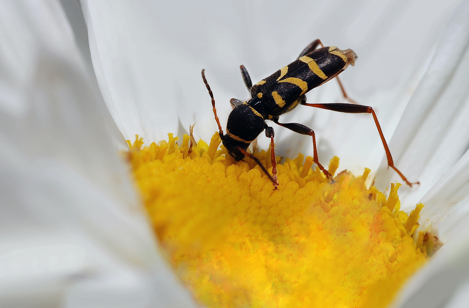 Coléoptère " Clytus arietis " (2)