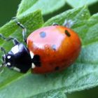 Coléoptère-Coccinellidae-Coccinella septempunctata