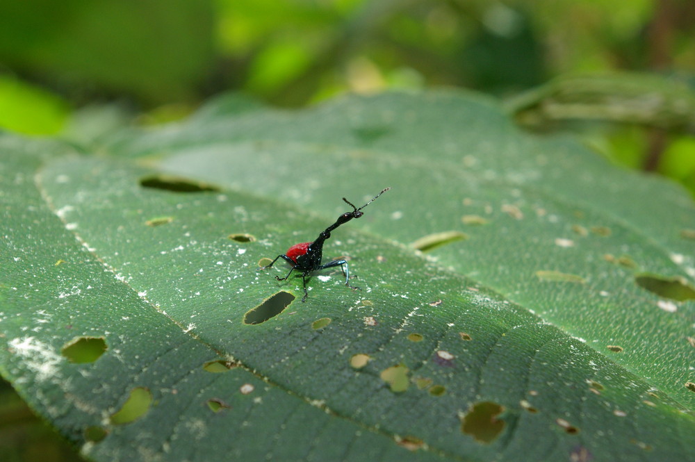 coleoptère girafe