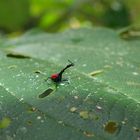 coleoptère girafe