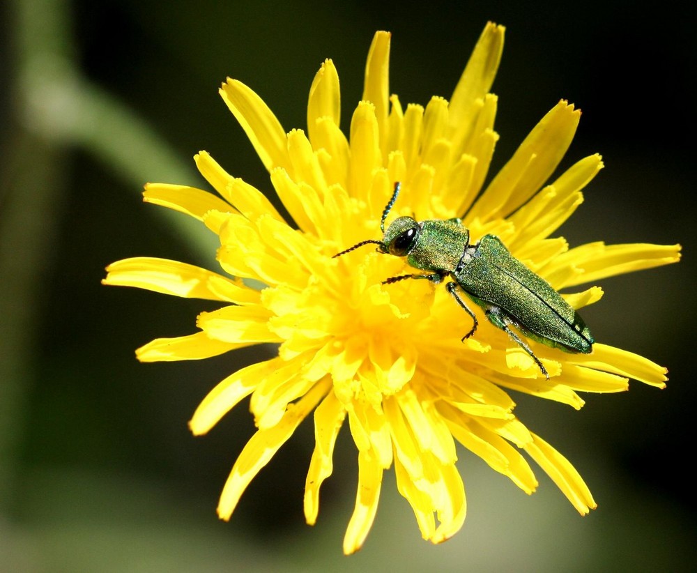 Coleoptere-Mâle-Anthaxia-Nitidula