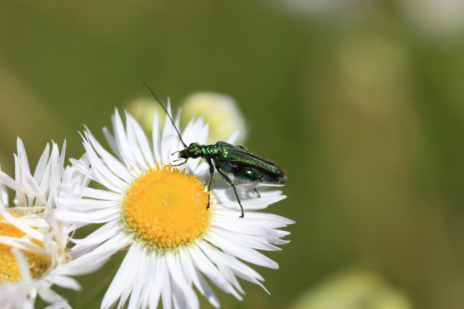 Coléoptère-Oedemeridae-Oedemera nobilis