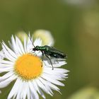 Coléoptère-Oedemeridae-Oedemera nobilis