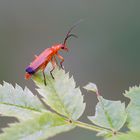 Coléoptère rhagonycha fulva (Téléphore fauve )