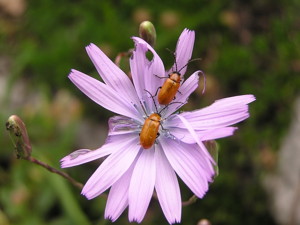 Coléoptères sur une fleur de chicorée
