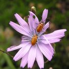 Coléoptères sur une fleur de chicorée