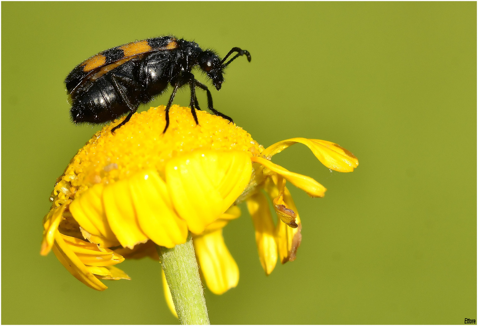 Coleottero Milabris variabilis