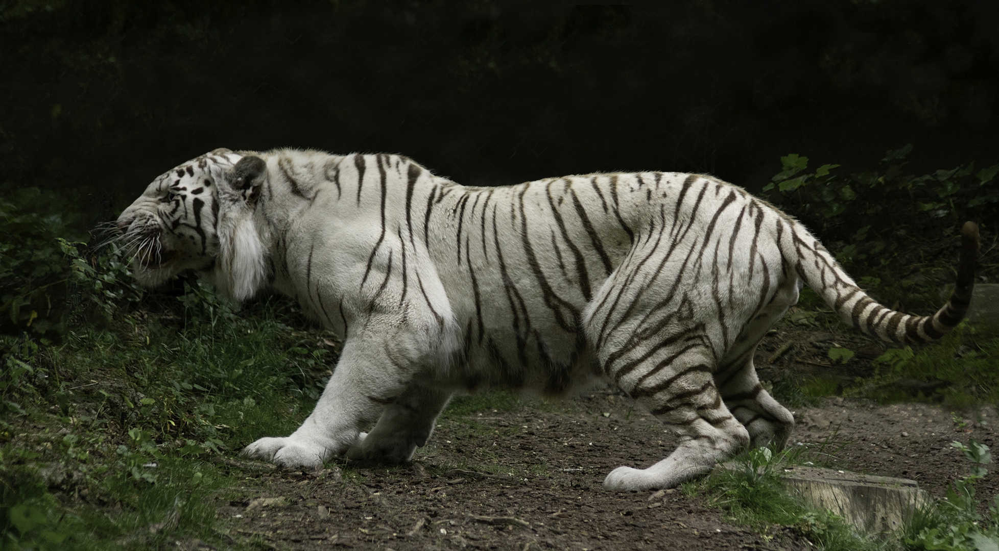 Colère (Panthera tigris, tigre blanc)