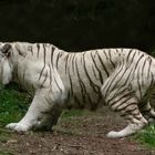 Colère (Panthera tigris, tigre blanc)