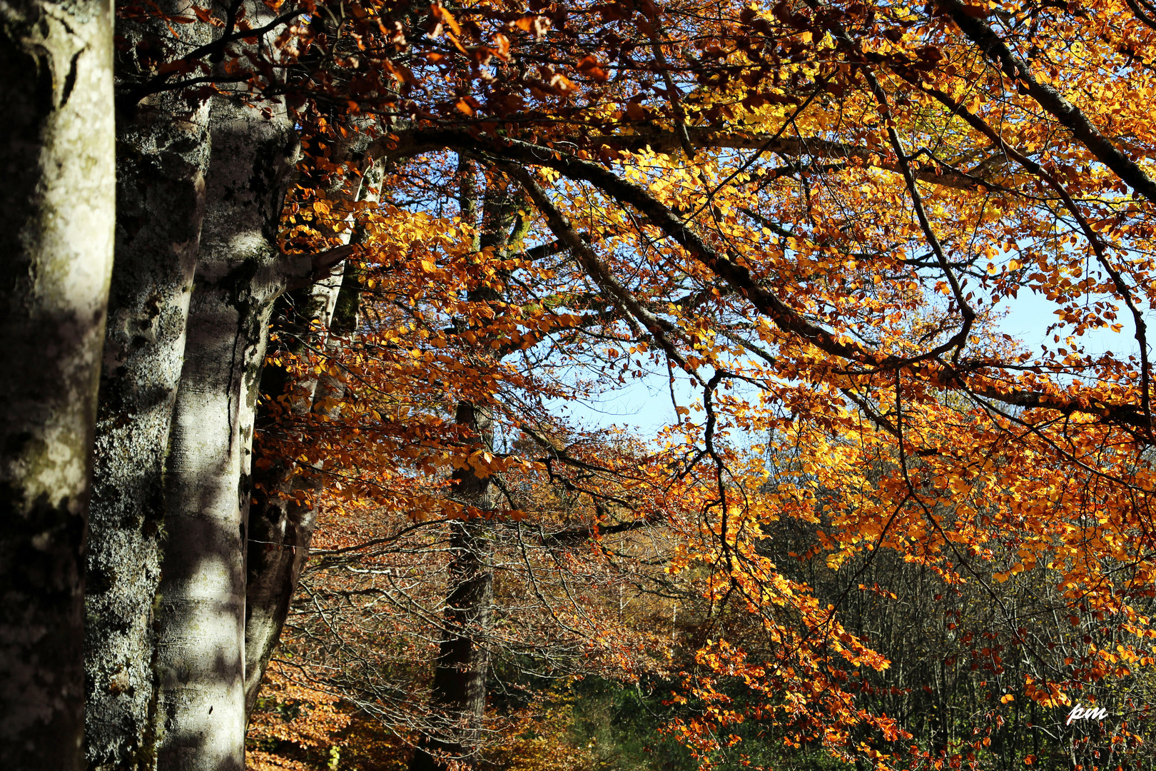 coleurs d'automne N°2