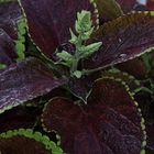 COLEUS