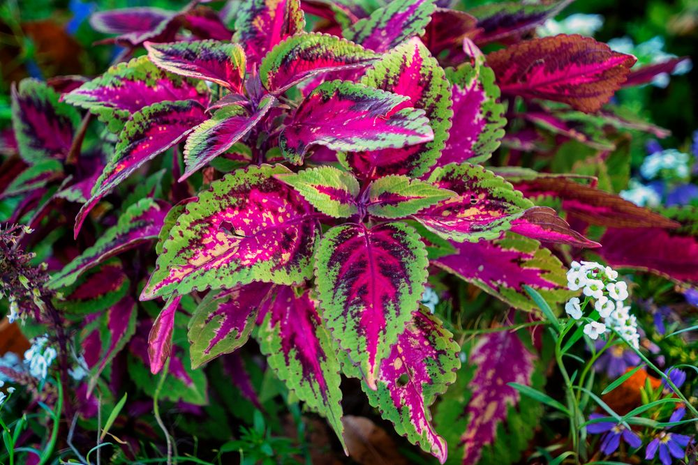 Coleus