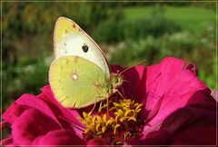 Colias