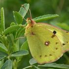 Colias