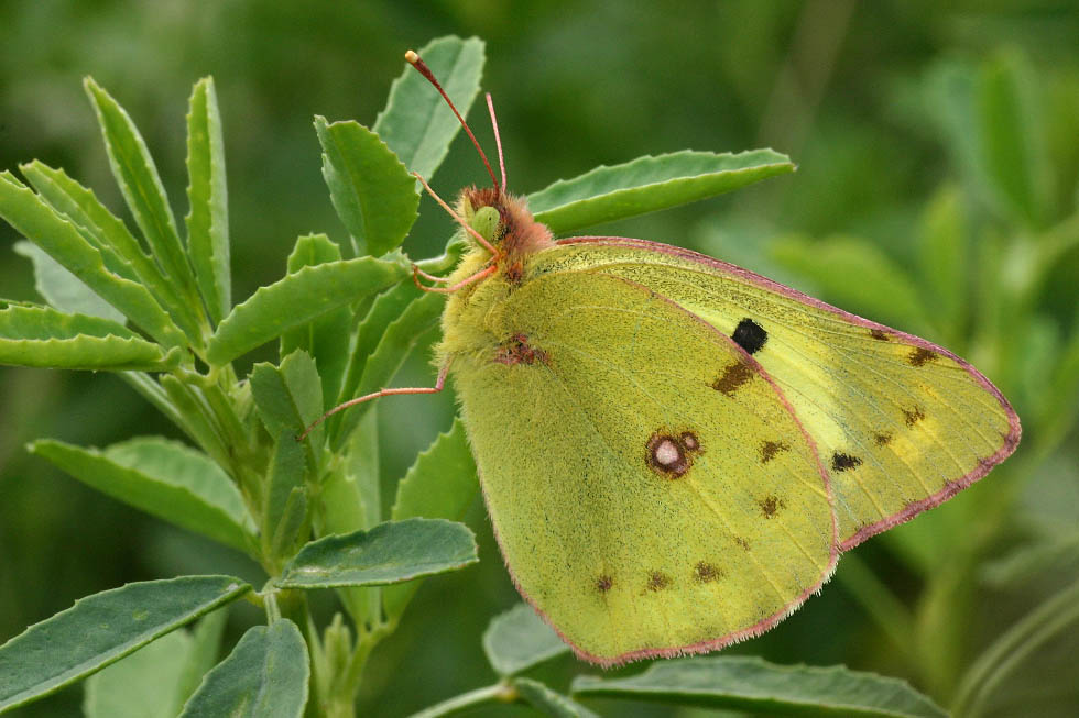 Colias