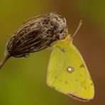 Colias