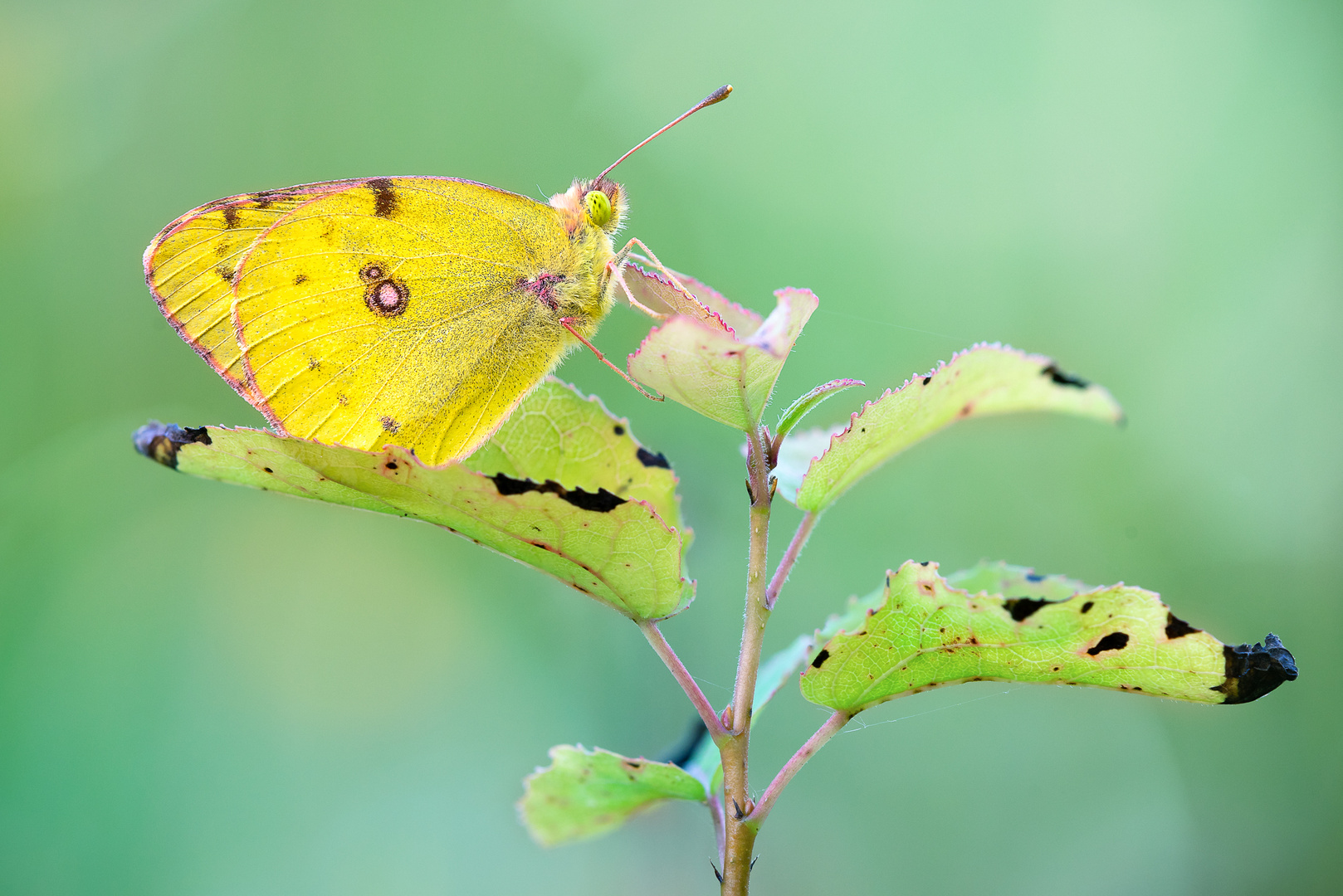 Colias