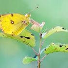 Colias