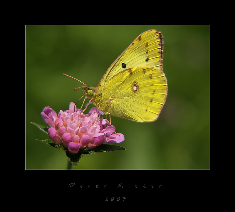 Colias alfacariensis