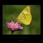 Colias alfacariensis