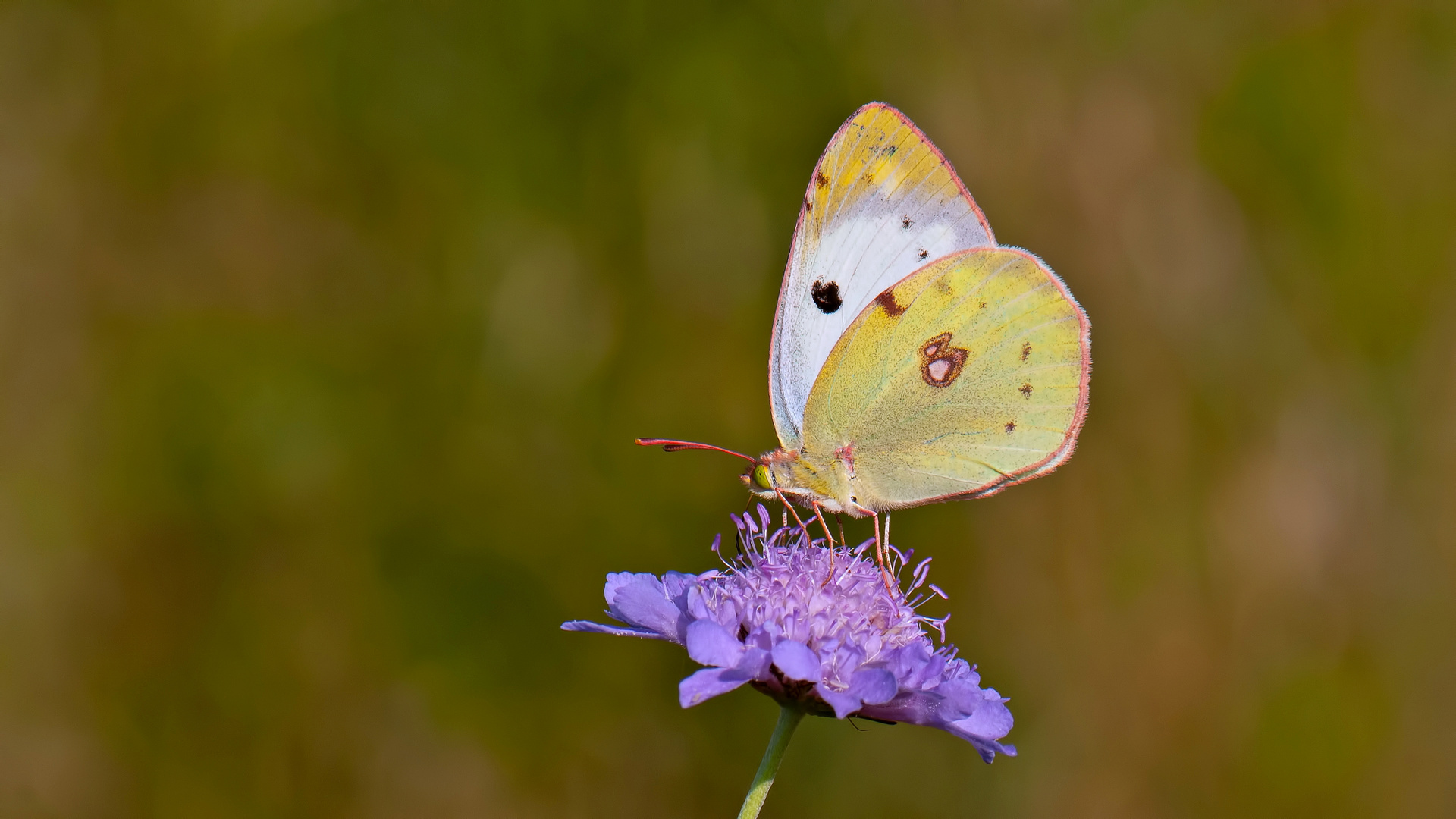 Colias alfacariensis