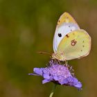 Colias alfacariensis