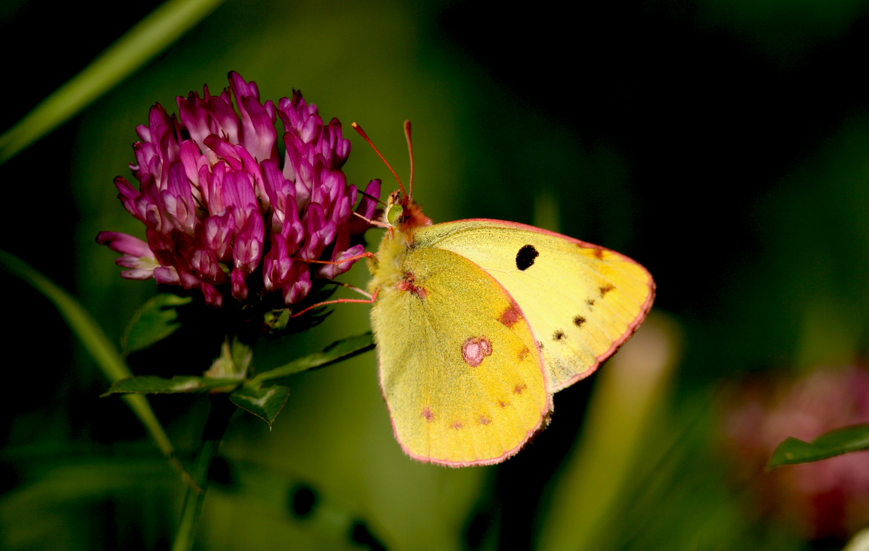 colias alfacariensis